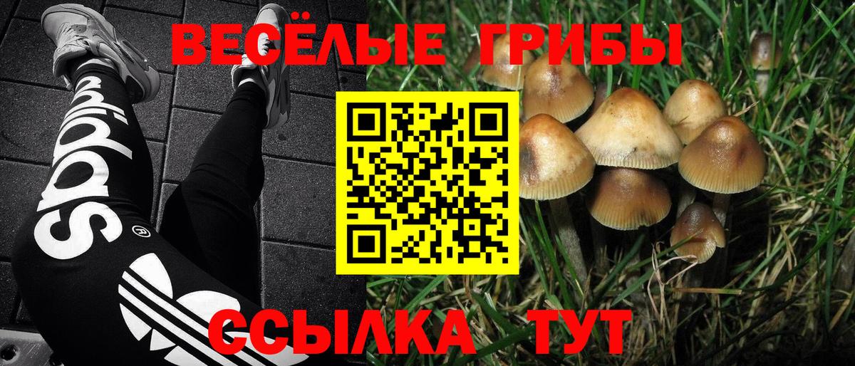 Галлюциногенные грибы Psilocybine cubensis  Вход с VPN  Шуя 